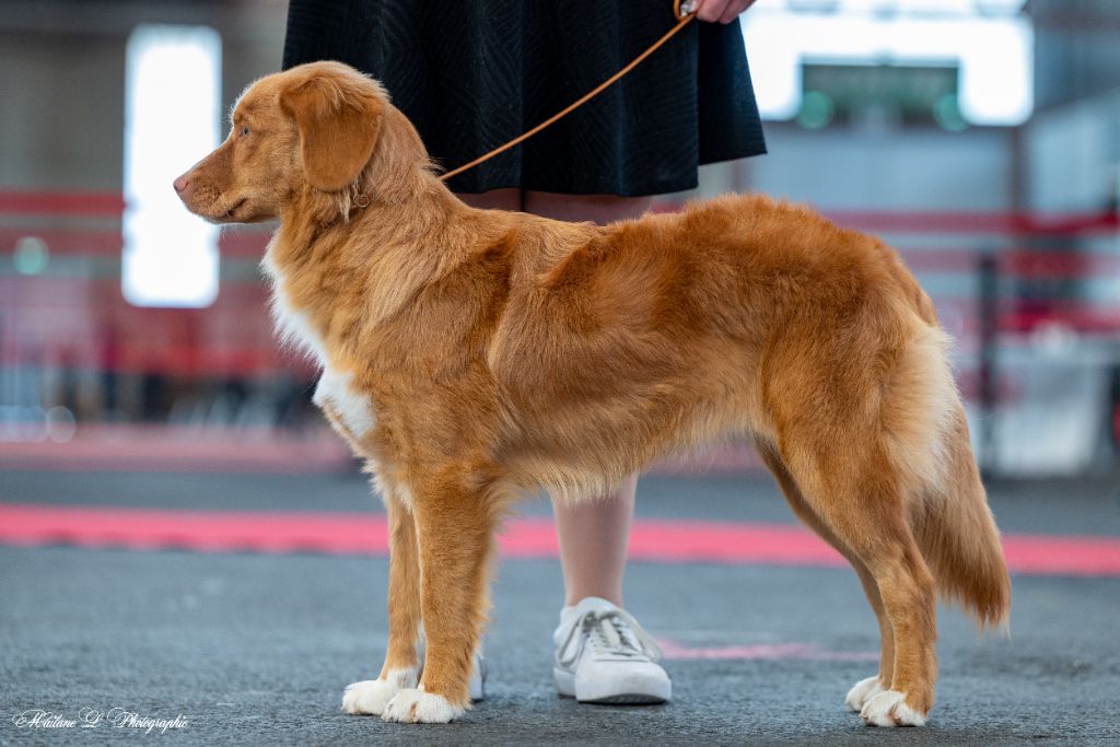 Vicomtesse Du Domaine De Berylune