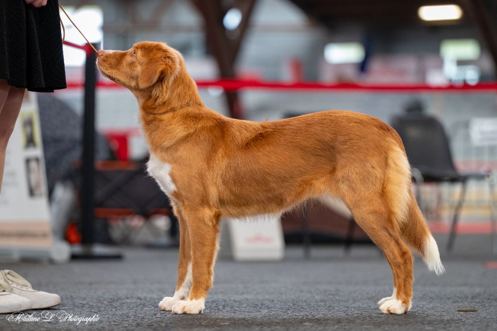 Acer pink passion Of clan buchanan