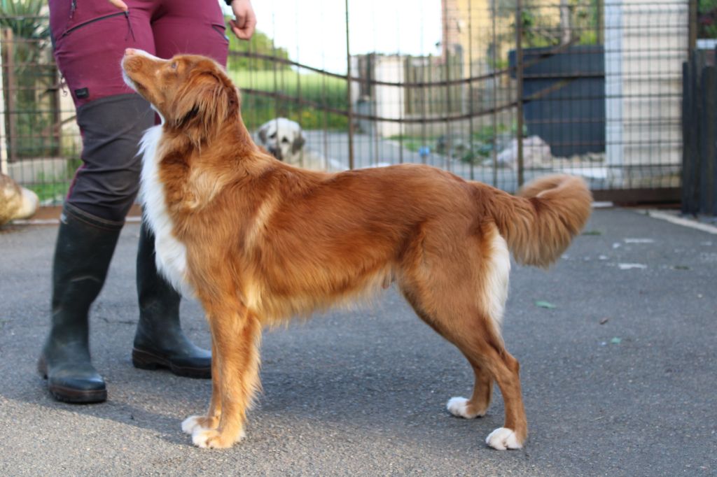 Touch of honey Of clan buchanan