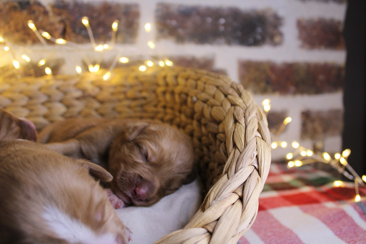 Ekwanimity - Chiots disponibles - Retriever de la Nouvelle-Ecosse