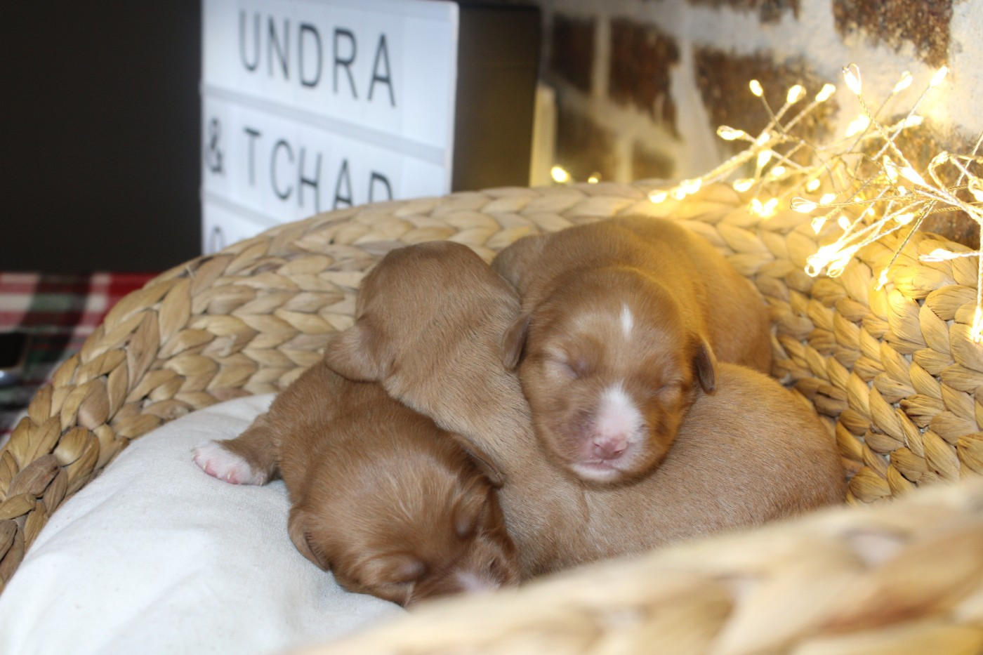 Ekwanimity - Retriever de la Nouvelle-Ecosse - Portée née le 06/01/2026