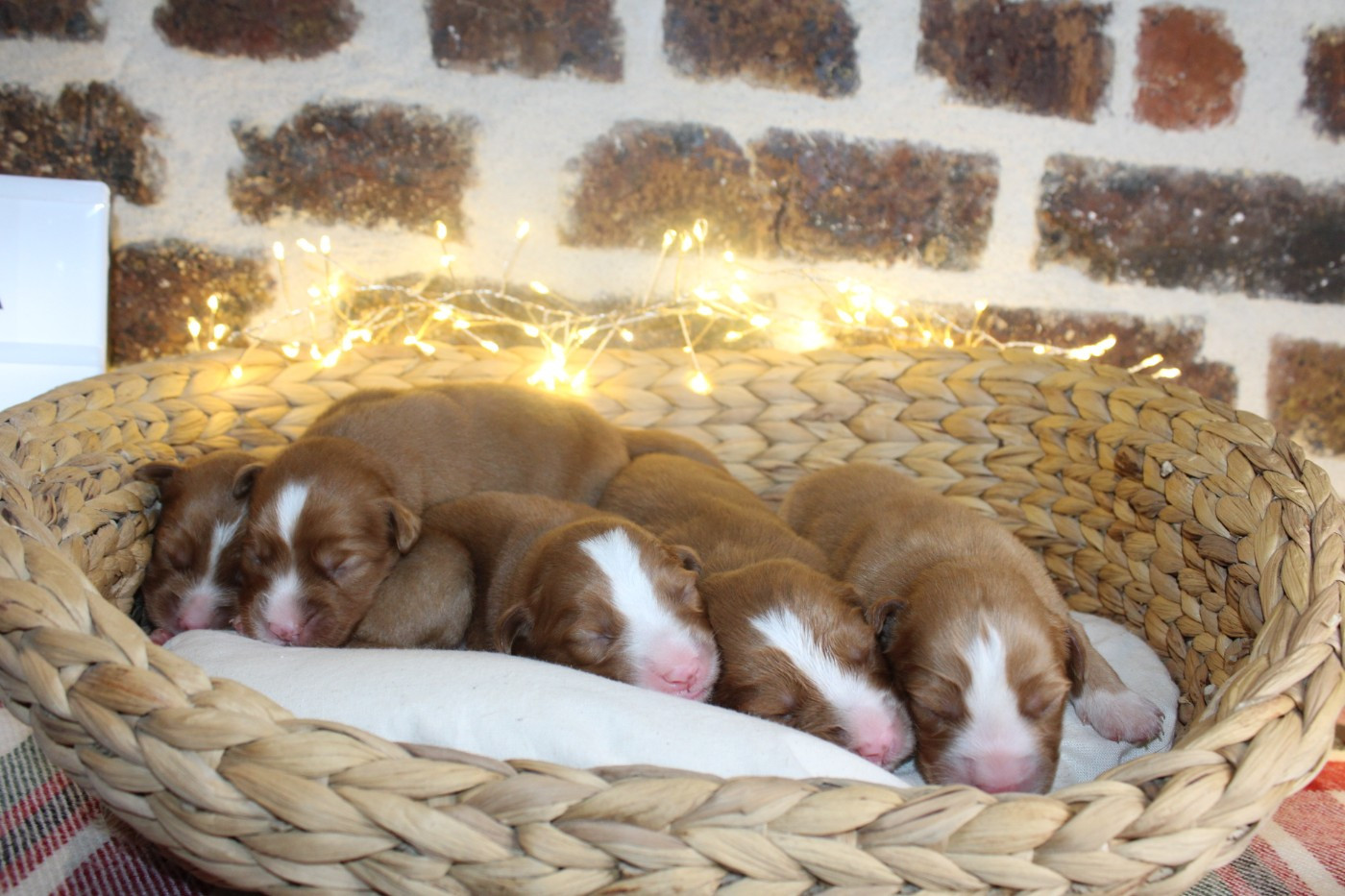 Ekwanimity - Chiots disponibles - Retriever de la Nouvelle-Ecosse